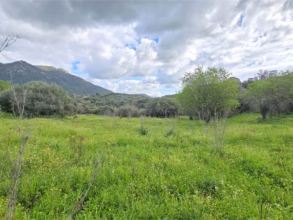 Terreno agricolo Località Badde Manna