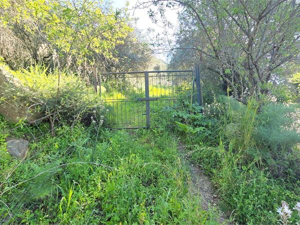 Terreno agricolo con Oliveto
